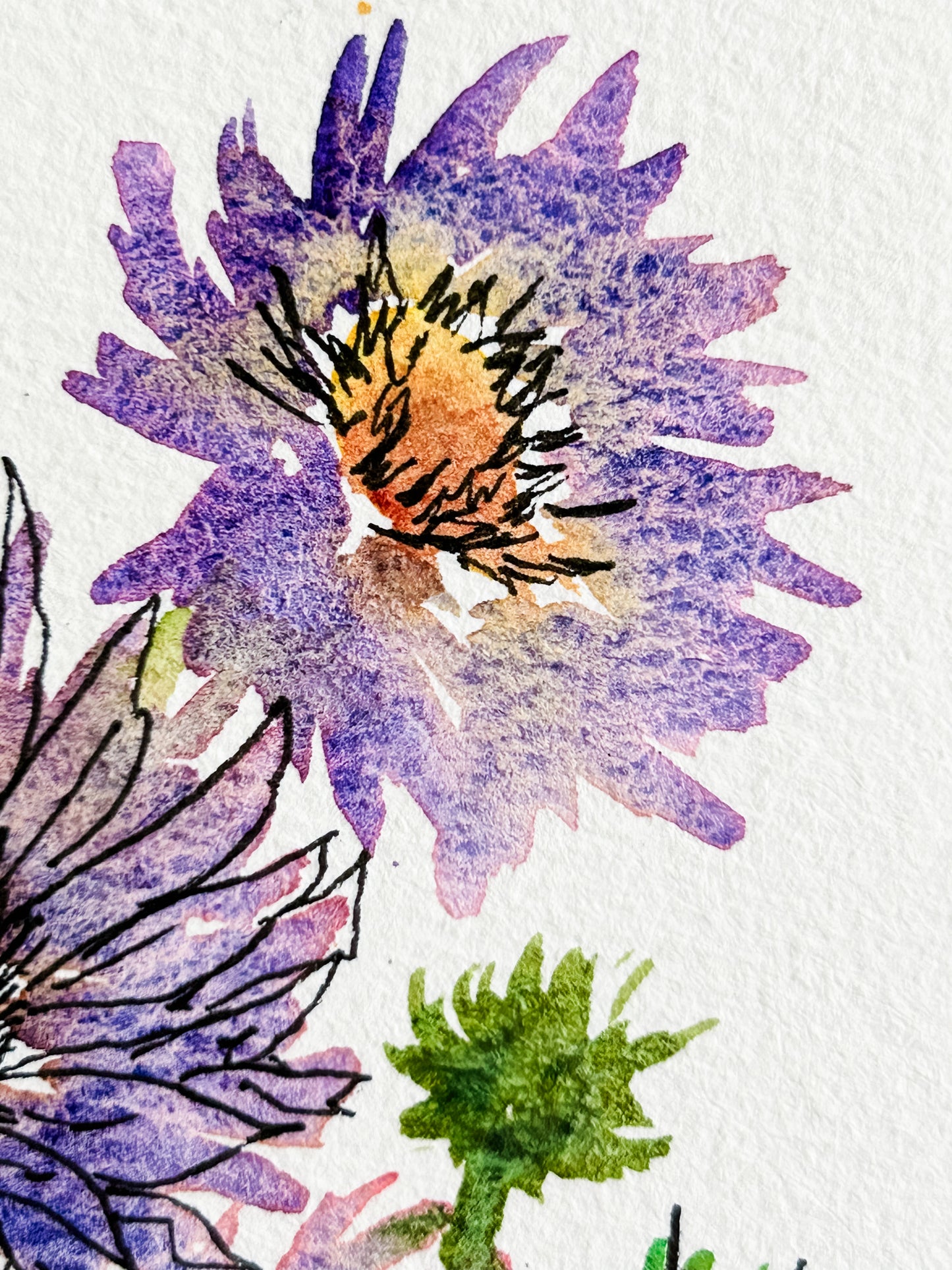 Asters