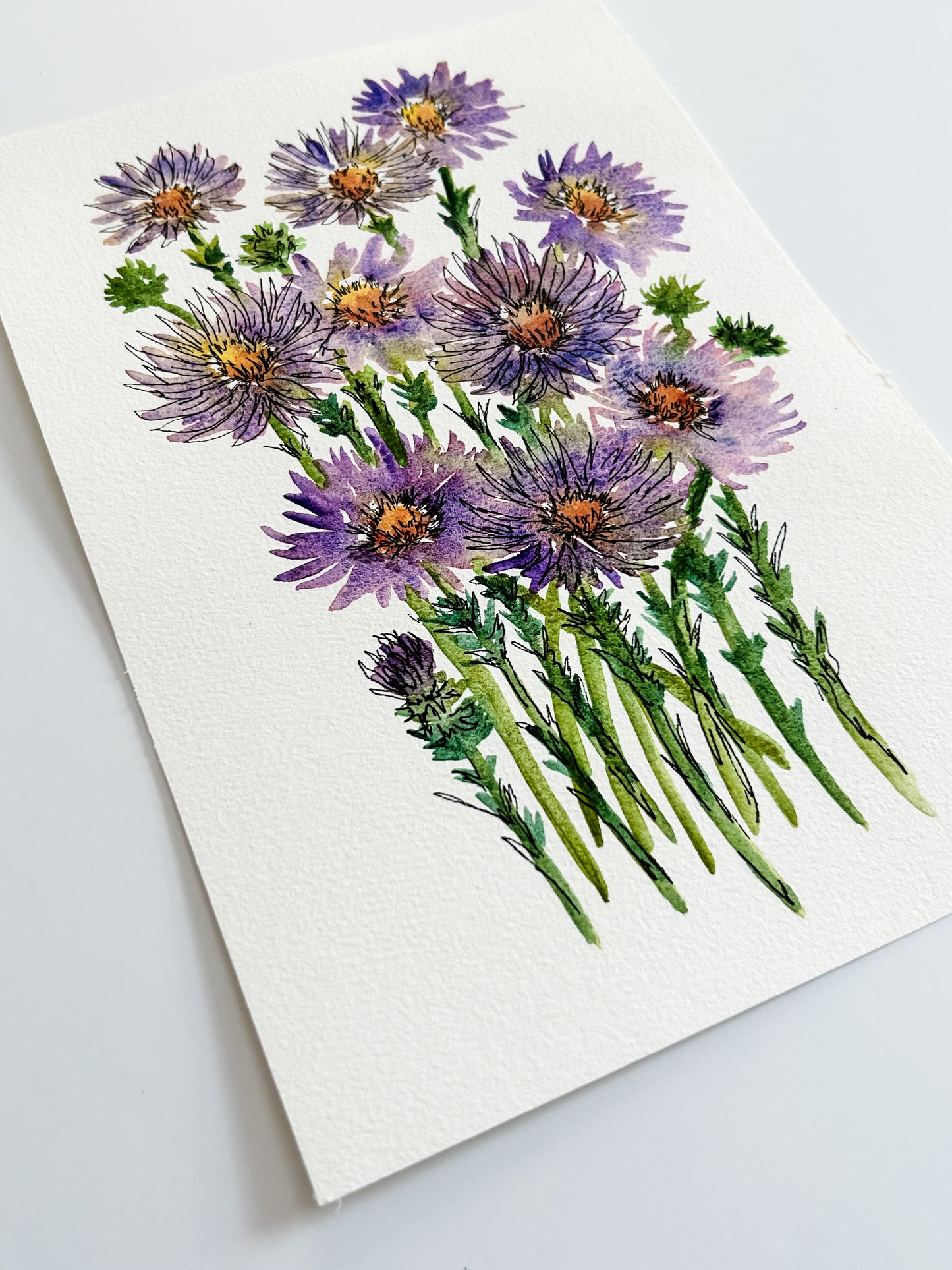 Asters