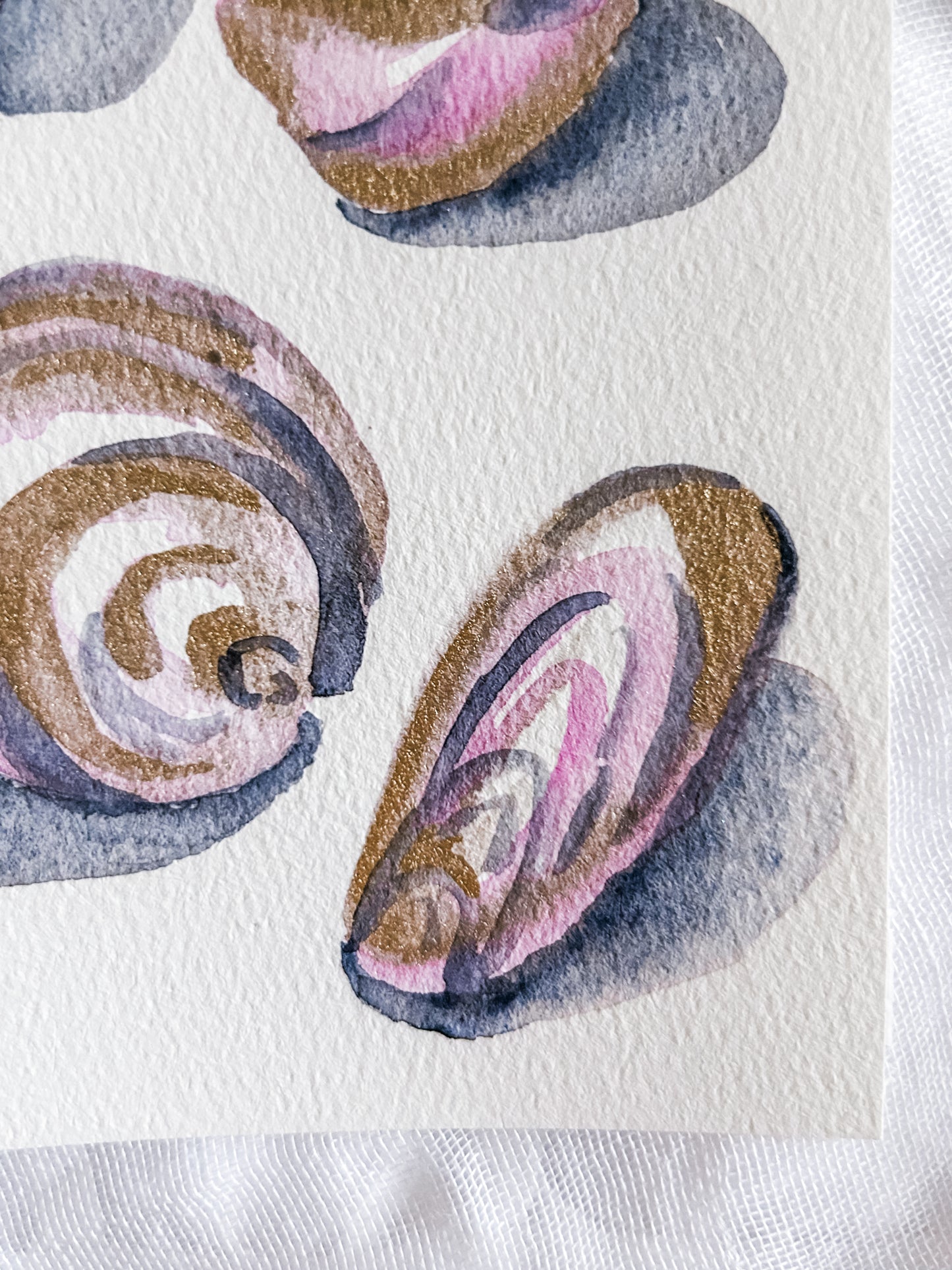 Shell Study in Rose