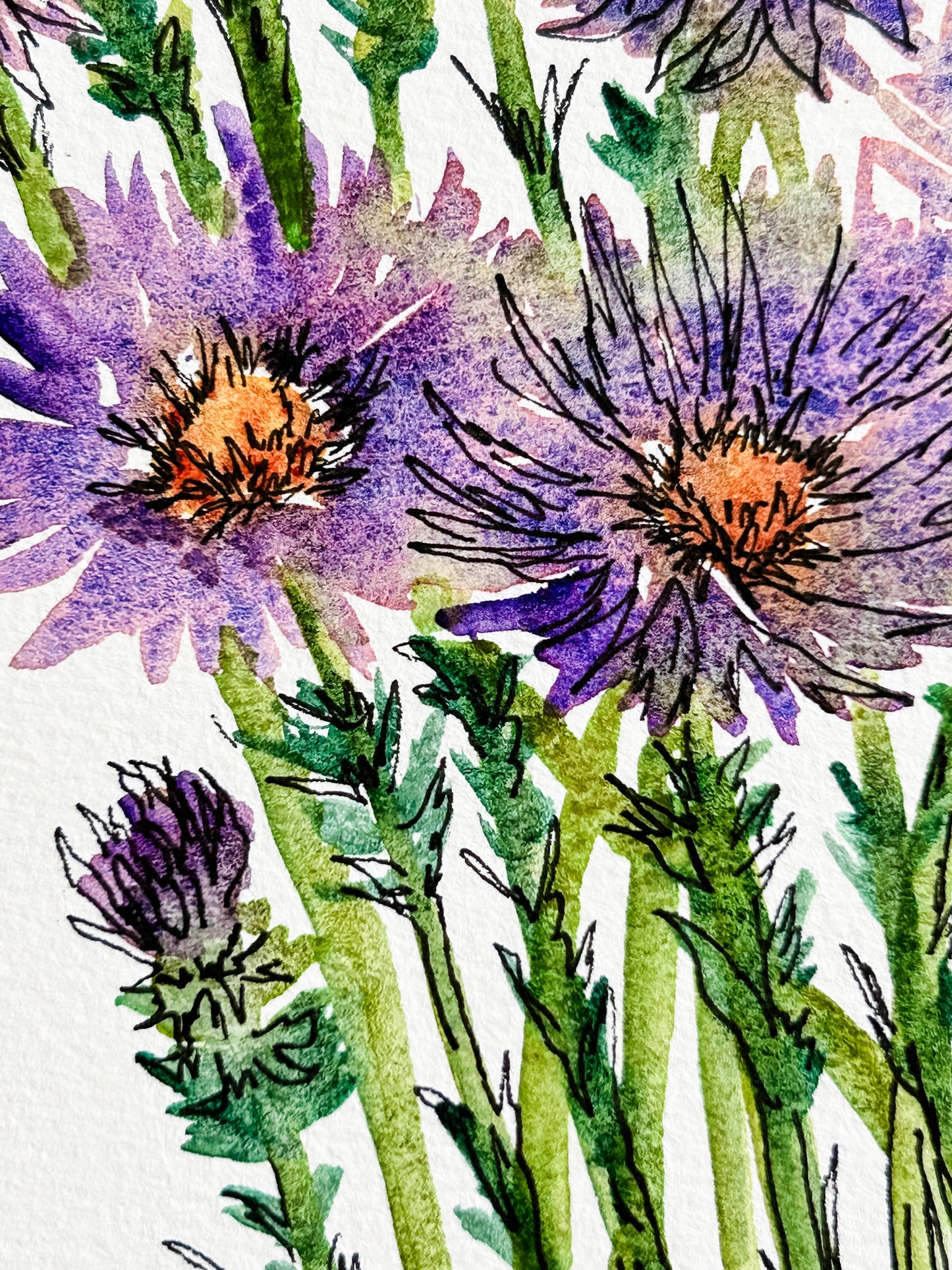 Asters