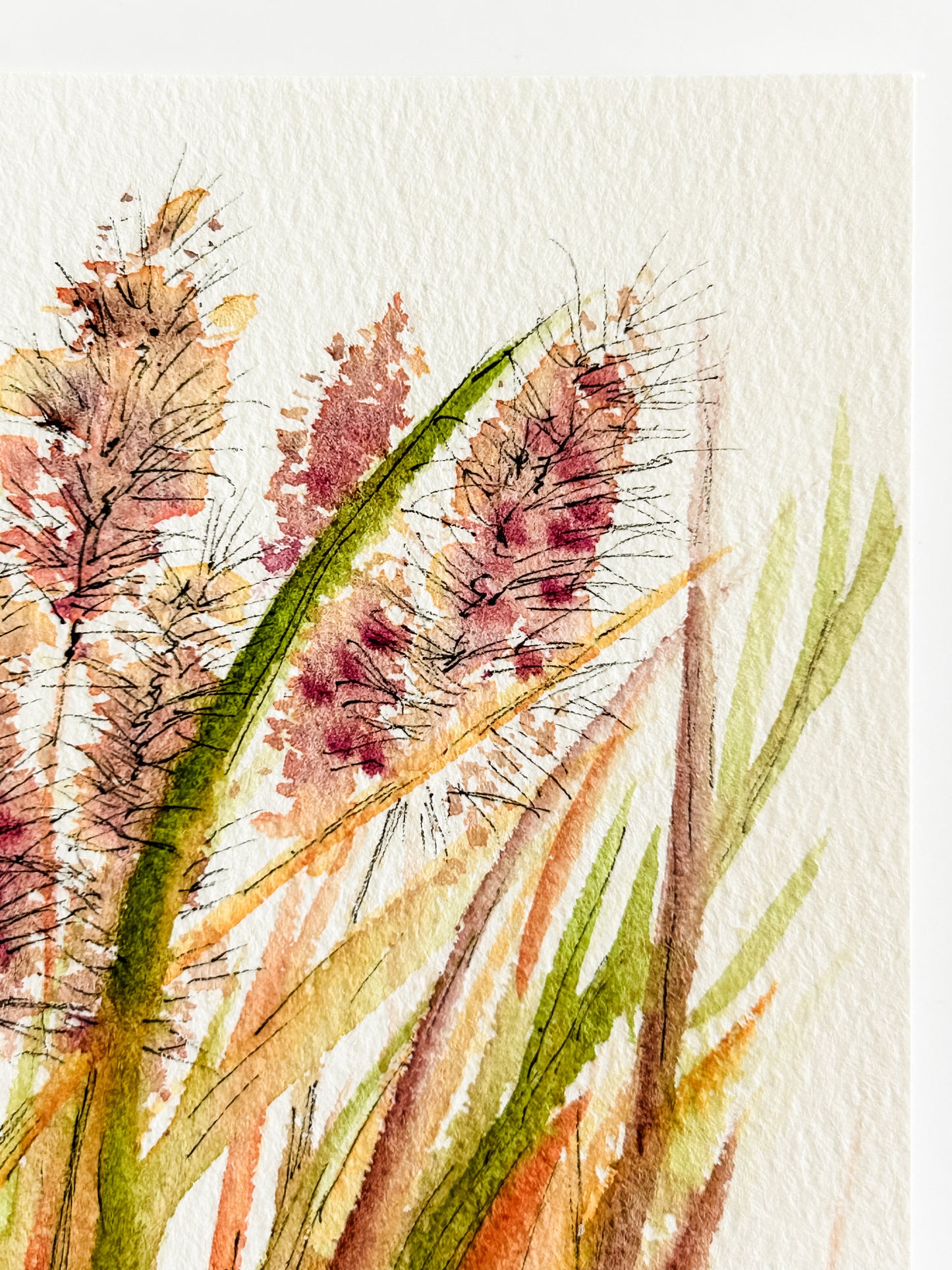 Ornamental Grasses