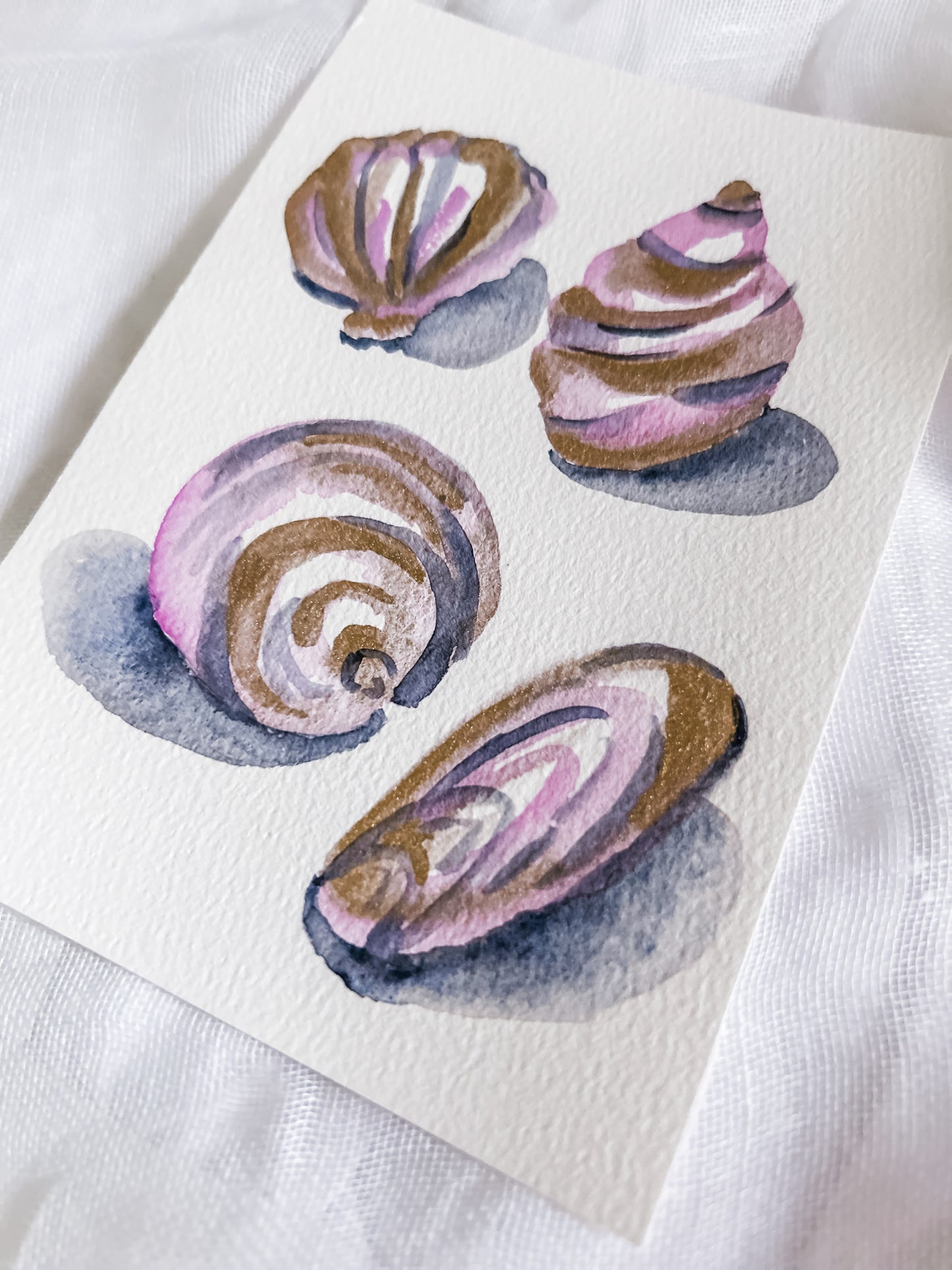 Shell Study in Rose