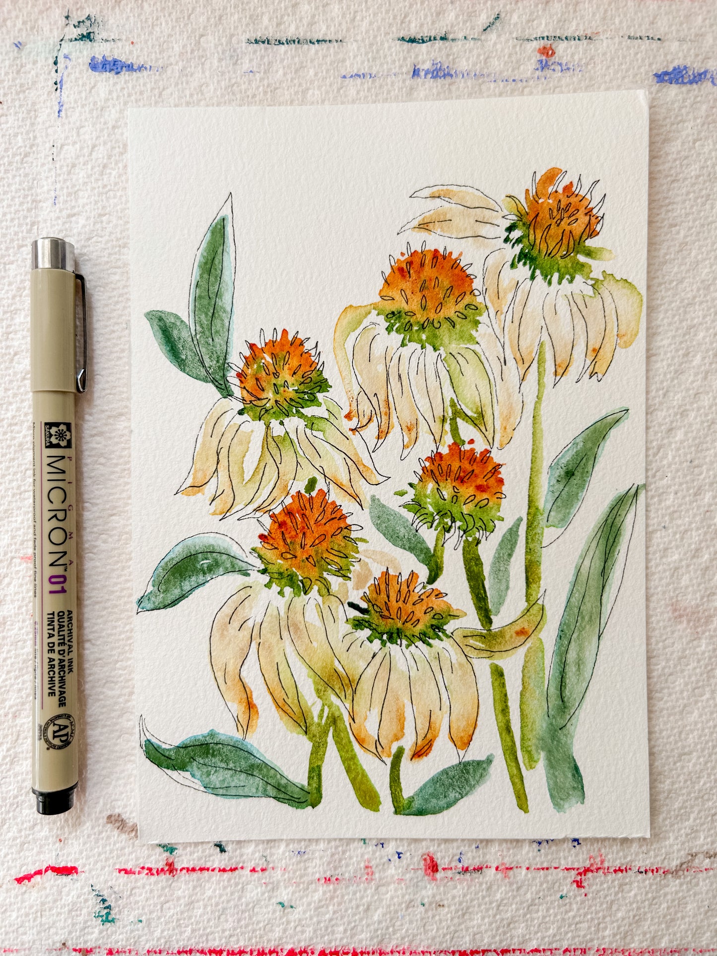 Coneflower