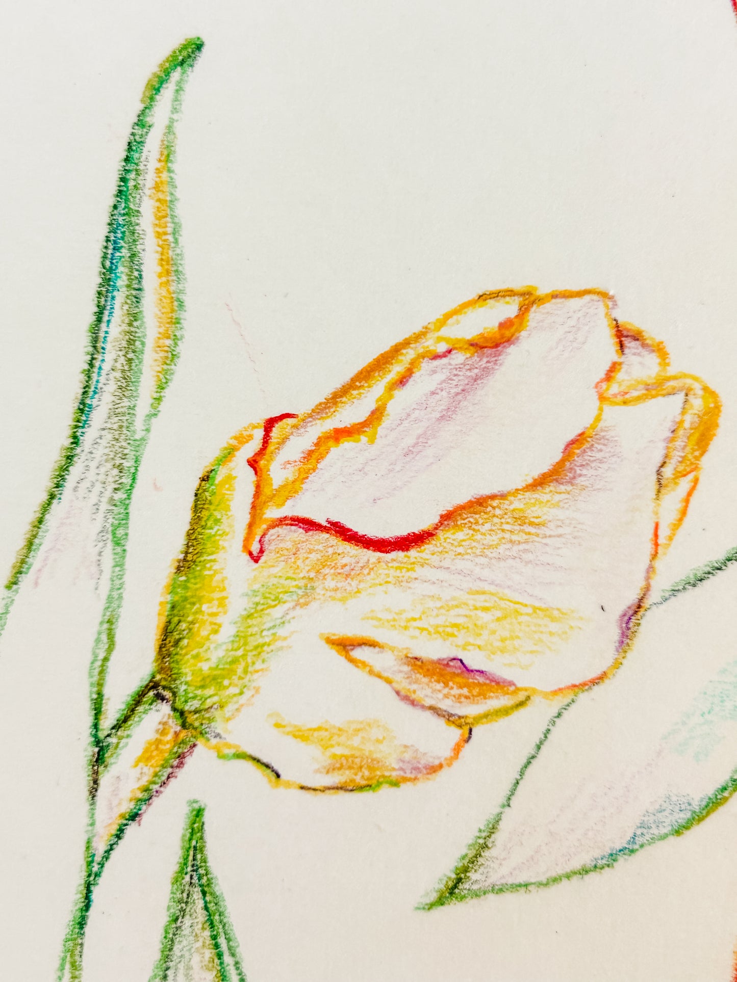 Tulip